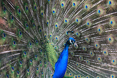 Peacock display