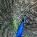 Peacock display