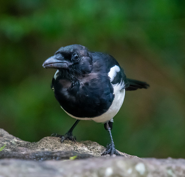 Magpie