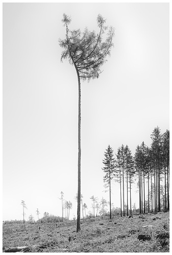 Taunus