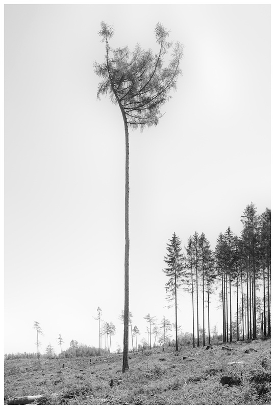 Taunus
