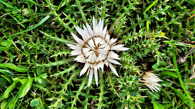 Silberdistel ... jetzt blüht sie