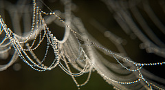 Perlencollier wurden in der Natur ausgestellt :)) Pearl necklaces were exhibited in nature :)) Des colliers de perles ont été exposés dans la nature :))