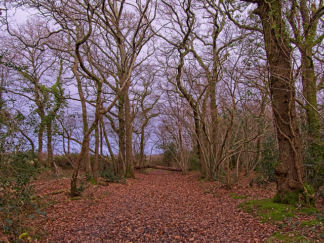 Bare Trees and Fallen Leaves