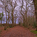 Bare Trees and Fallen Leaves