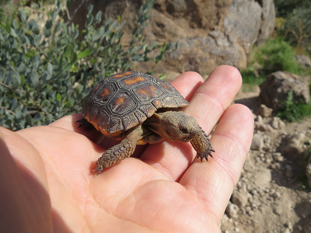 Sonoran Desert Tortoise (Gopherus morafkai)