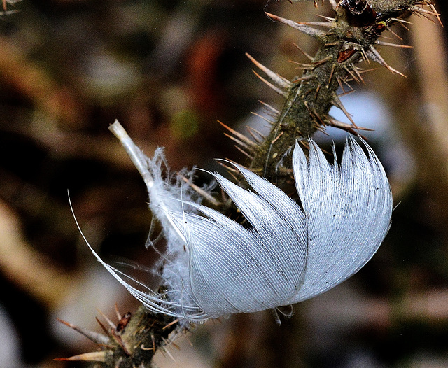 Feather. Killingworth Lake