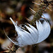 Feather. Killingworth Lake