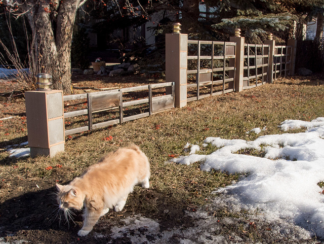 Fence with Feline