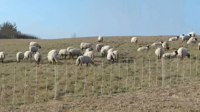 Transhumance du 15 mars 2016