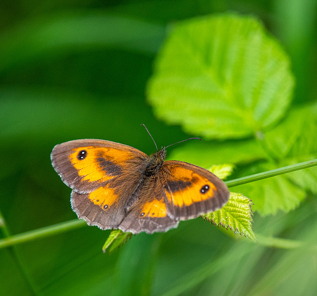 Gatekeeper butterfly