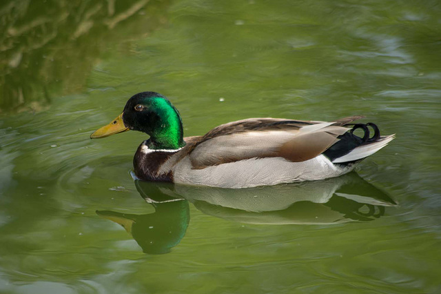 Mallard (14)