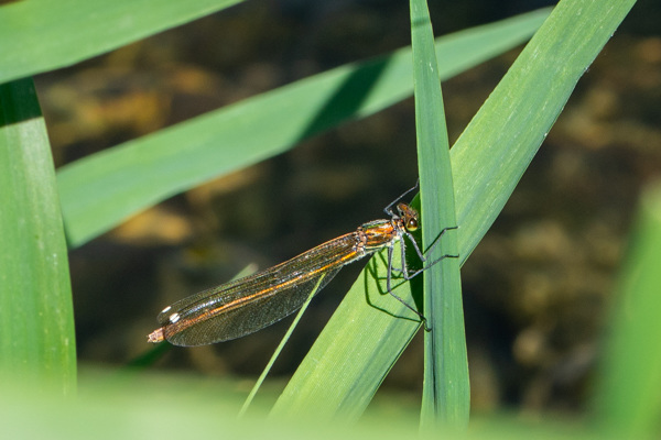 Western Demoiselle-DSD 1663