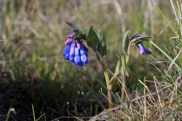 Trumpet Lungwort