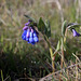 Trumpet Lungwort