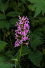 Platanthera psycodes (Small Purple Fringed orchid)