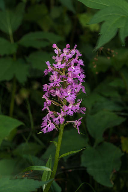 Platanthera psycodes (Small Purple Fringed orchid)