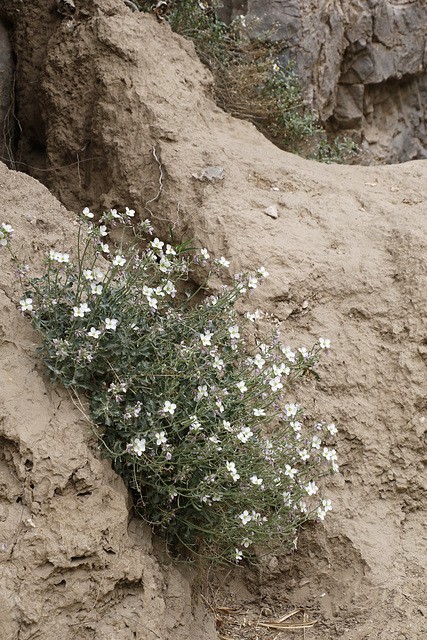 White Bladderpod