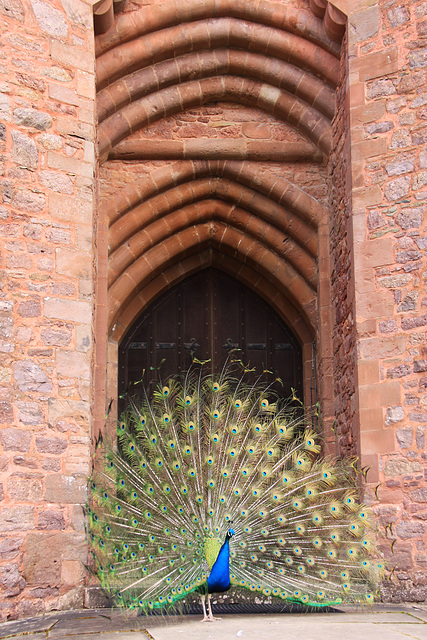 Peacock display