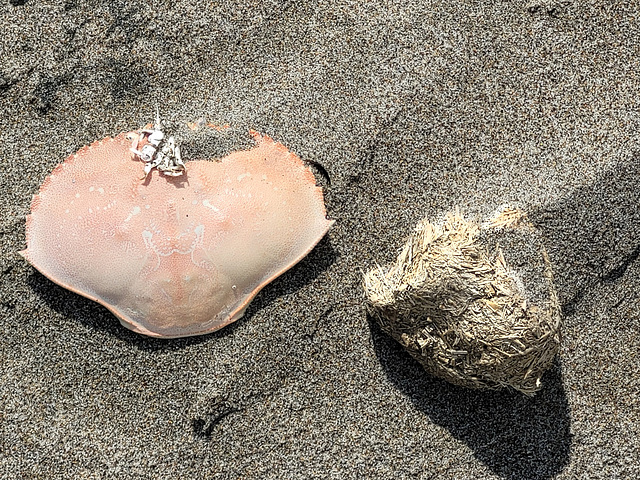 Crab shell & mysterious clump of wood chips