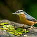 Nuthatch