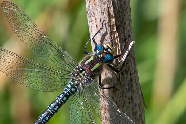 Hairy Dragonfly-DSZ3699