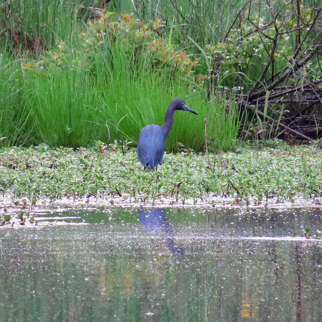 Little blue heron