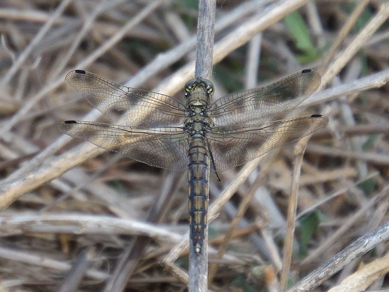 Black-tailed Skimmer f (Orthetrum cancellatum) DSB 1632