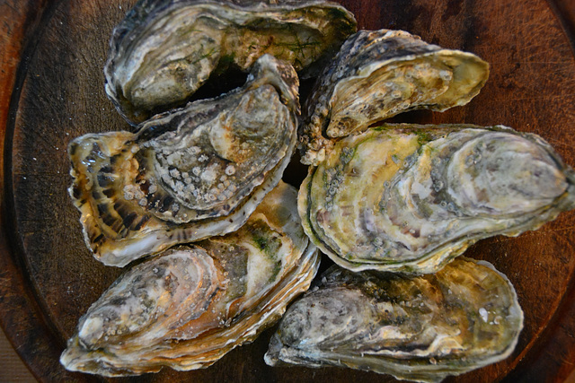 Oysters