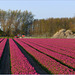 Tulips in the Flevopolder, Netherlands (=PiP)
