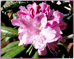 Rhododendron, Day 3. ©UdoSm