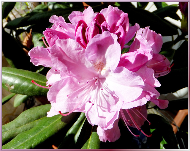 Rhododendron, Day 3. ©UdoSm
