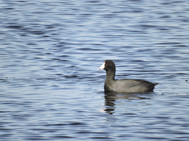 American Coot