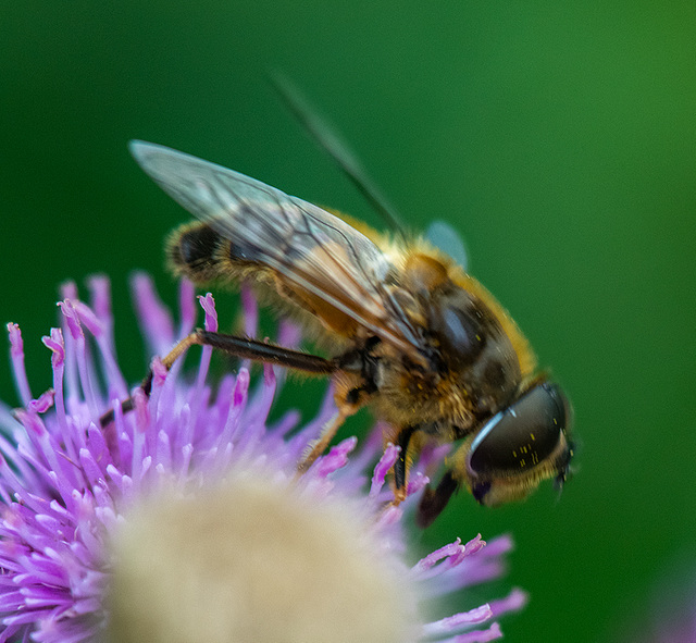 Fly close up