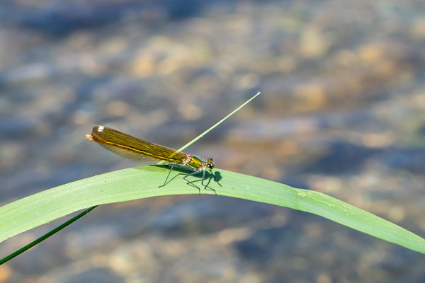 Western Demoiselle-DSD1665