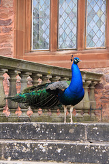 Proud Peacock