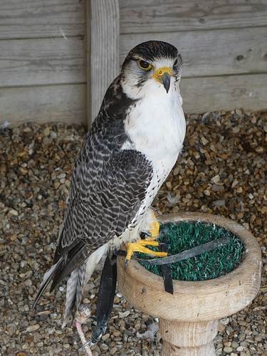 Gyr x Lanner Hybrid Falcon