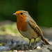 Robin