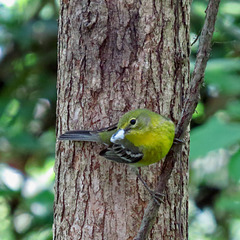 Yellow-throated vireo