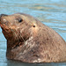 Alaska, Valdez, Portrait of an Adult Sea Lion