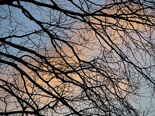 Dusk in my back garden