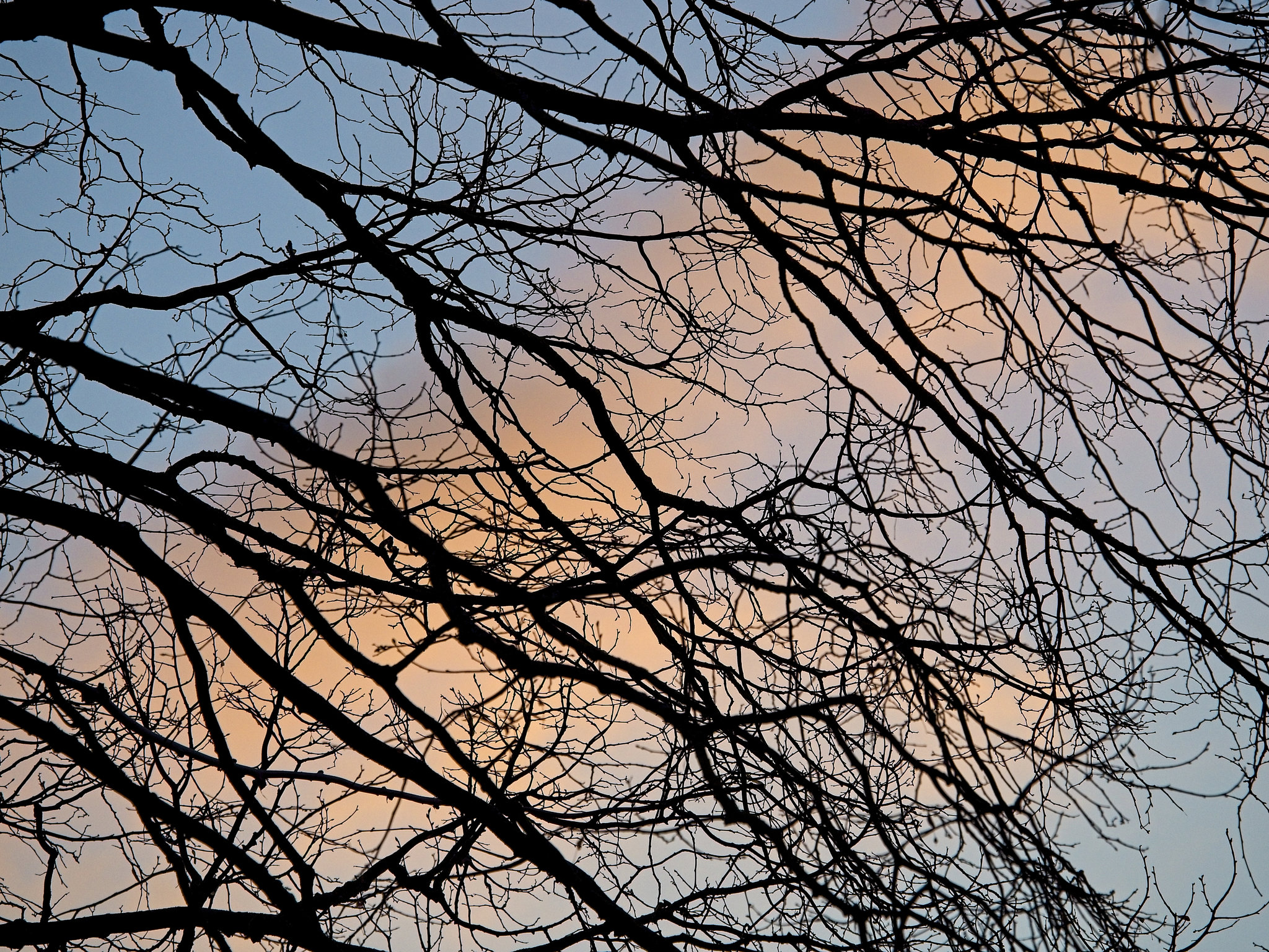 Dusk in my back garden