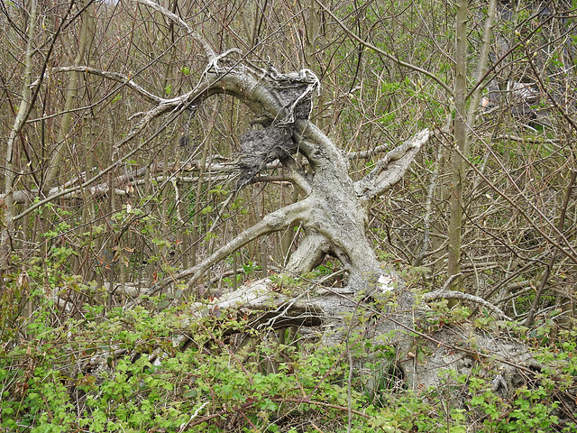 Balletttänzer