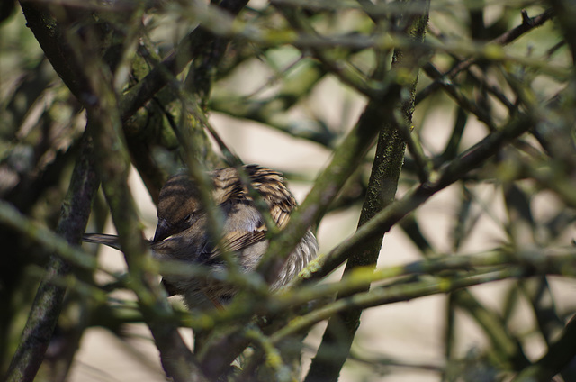 moineau domestique - mon petit jardin