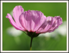 Cosmos............Belle soirée et bon jeudi ❤️