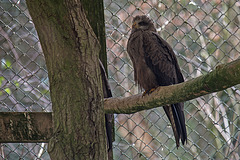 20160303 0150VRAw [D~BI] Schwarzmilan (Milvus migrans), Tierpark Olderdissen, Bielefeld