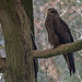 20160303 0150VRAw [D~BI] Schwarzmilan (Milvus migrans), Tierpark Olderdissen, Bielefeld