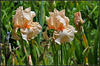 Libellule rose du B (9)