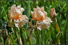 Libellule rose du B (9) Libellule rose du B (9)