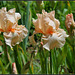 Libellule rose du B (9)
